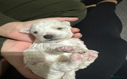 Bichon Frise dogs for sale: Pure Pedigree Champion Bloodline Bichon Frise  - Image 7