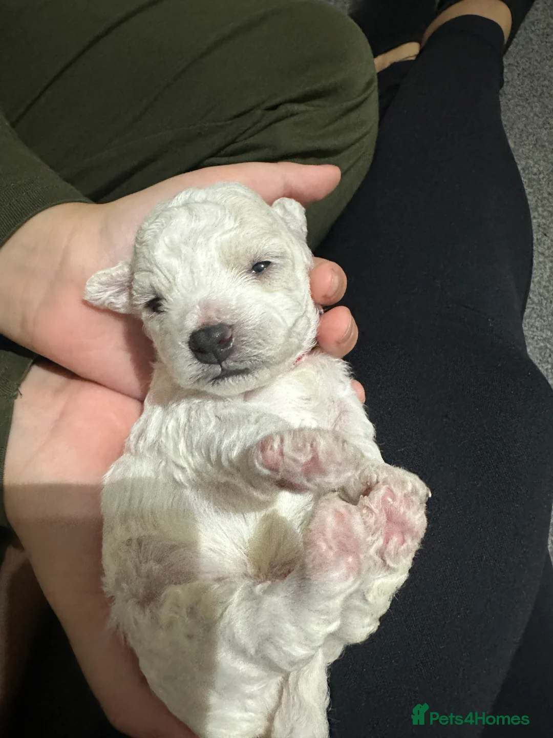 Bichon Frise dogs for sale: Pure Pedigree Champion Bloodline Bichon Frise  - Advert 23