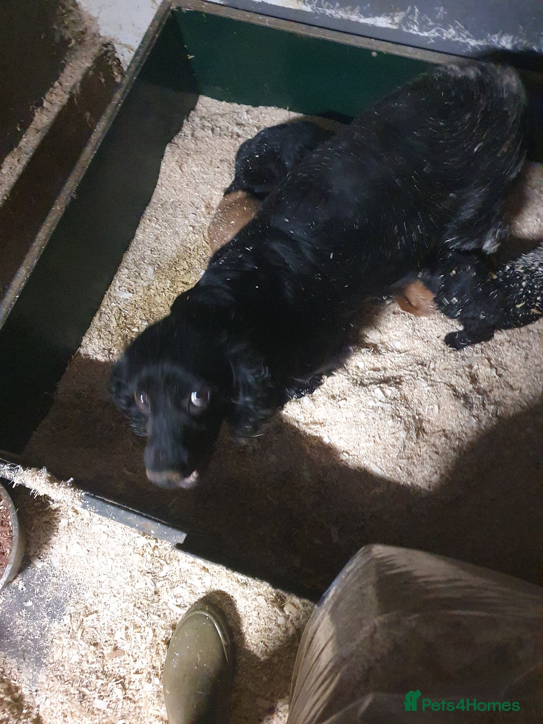 Cocker Spaniel dogs for sale: cocker spaniel puppies - Image 2