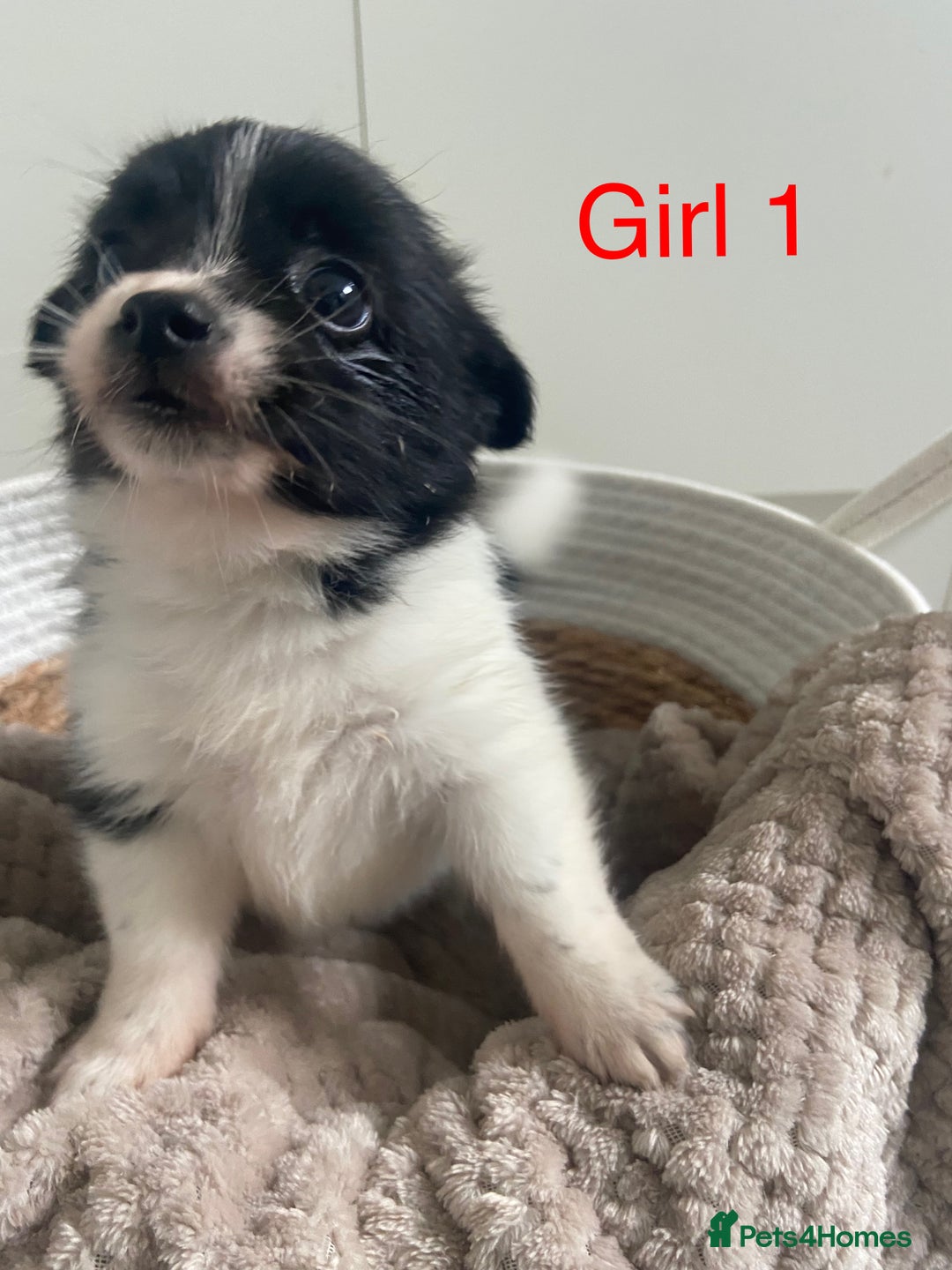 Mixed Breed dogs for sale: Jack-A-terrain puppies - Image 4
