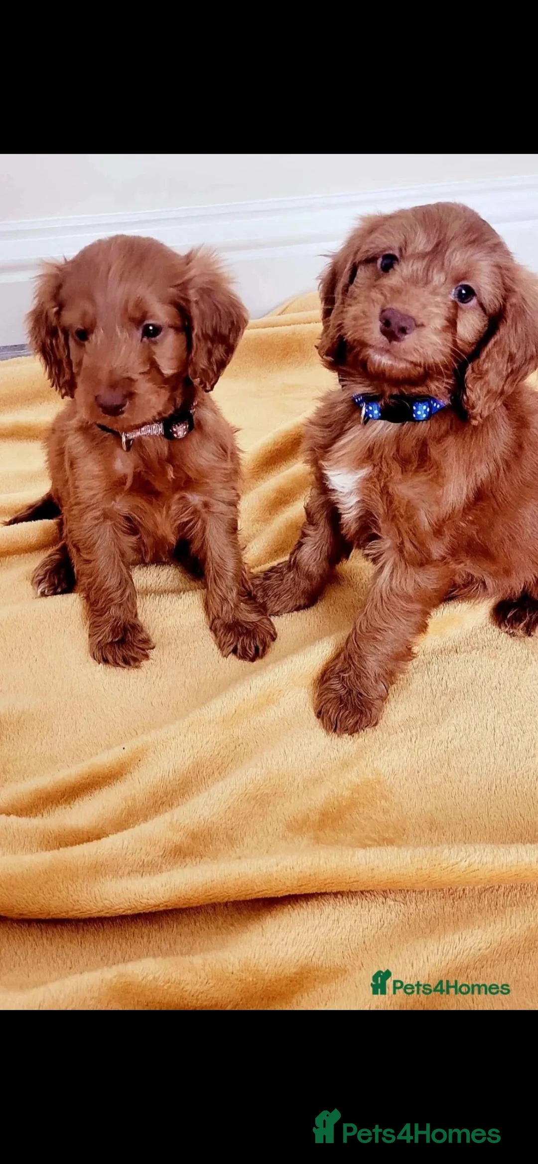 Cockapoo dogs for sale: Miniature cockapoo  in Corby - Advert 2