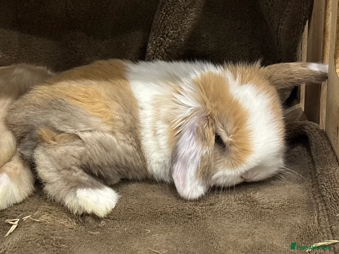 Mini Lop rabbits for sale: 2 Pure Mini Lops - Available 27th Feb - Advert 10