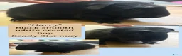Guinea Pig rodents for sale: Guineapig baby boys available now - Advert 8