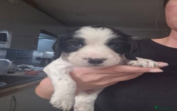 English Springer Spaniel dogs for sale:  🐶 Adorable Springer Spaniel Puppies🐾 - Image 4