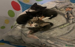 Domestic Shorthair cats for sale: 3 male kittens for sale 🩷 - Image 1