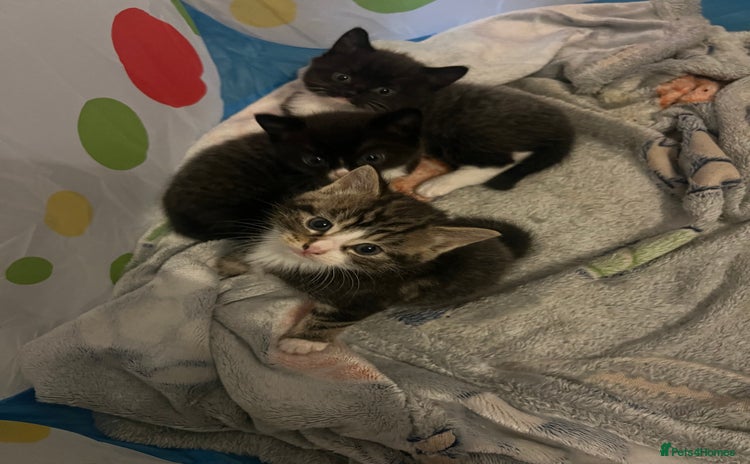 Domestic Shorthair cats - Advert 1