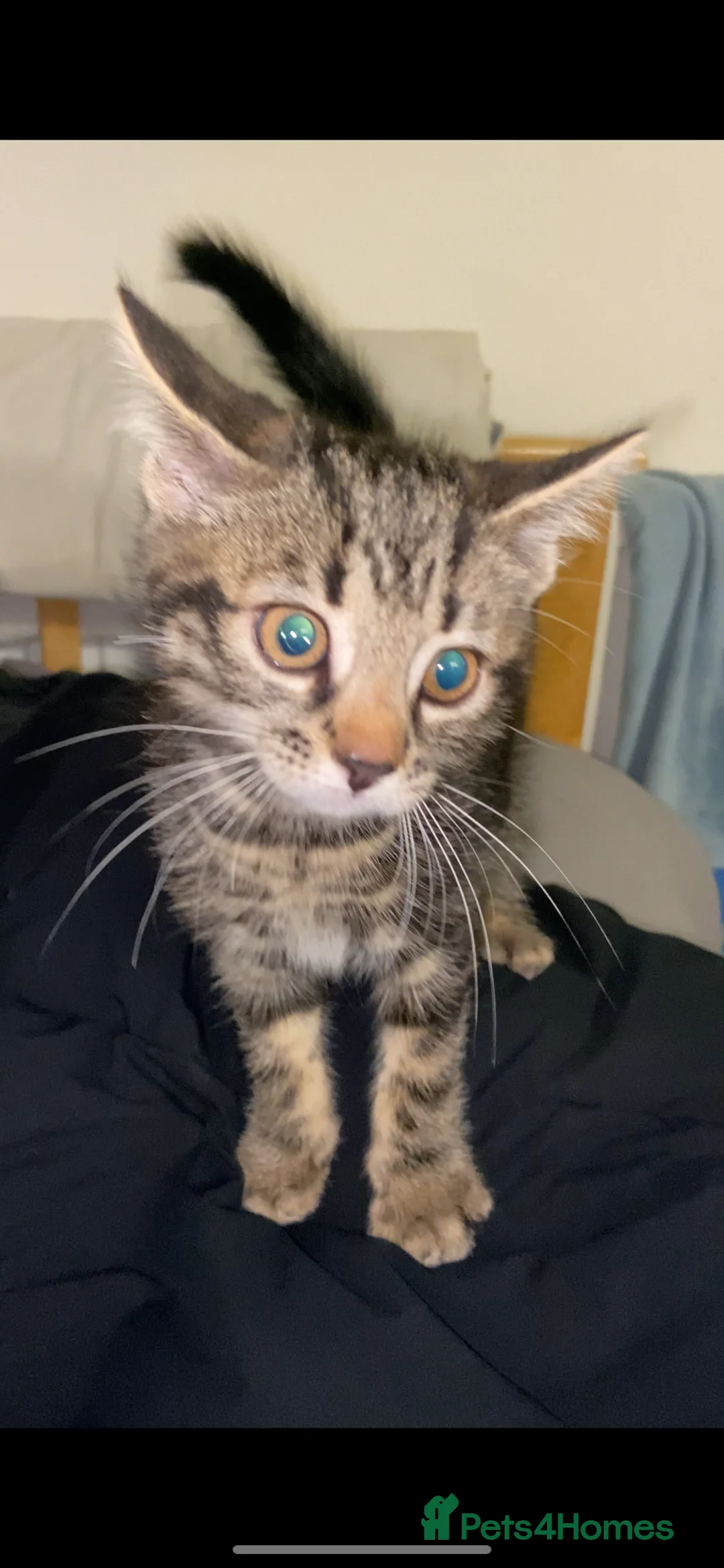 Mixed Breed cats for sale: Beautiful kitten  - Advert 4