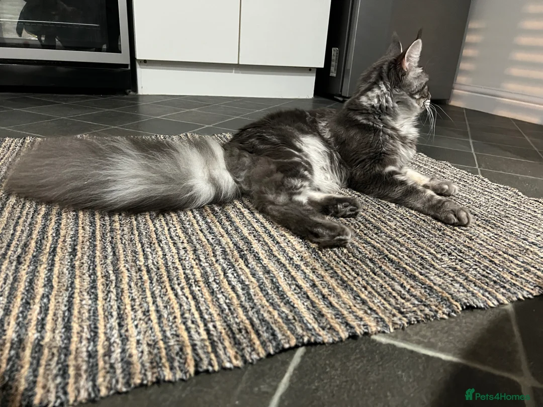 Maine Coon cats for sale: Blue Smoke Tabby Not Spayed  - Advert 10
