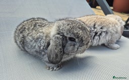 Mini Lop rabbits for sale: Beautifull  mini lop chinchilla  - Image 3