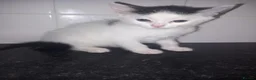 Mixed Breed cats for sale: Two female kittens  - Advert 2