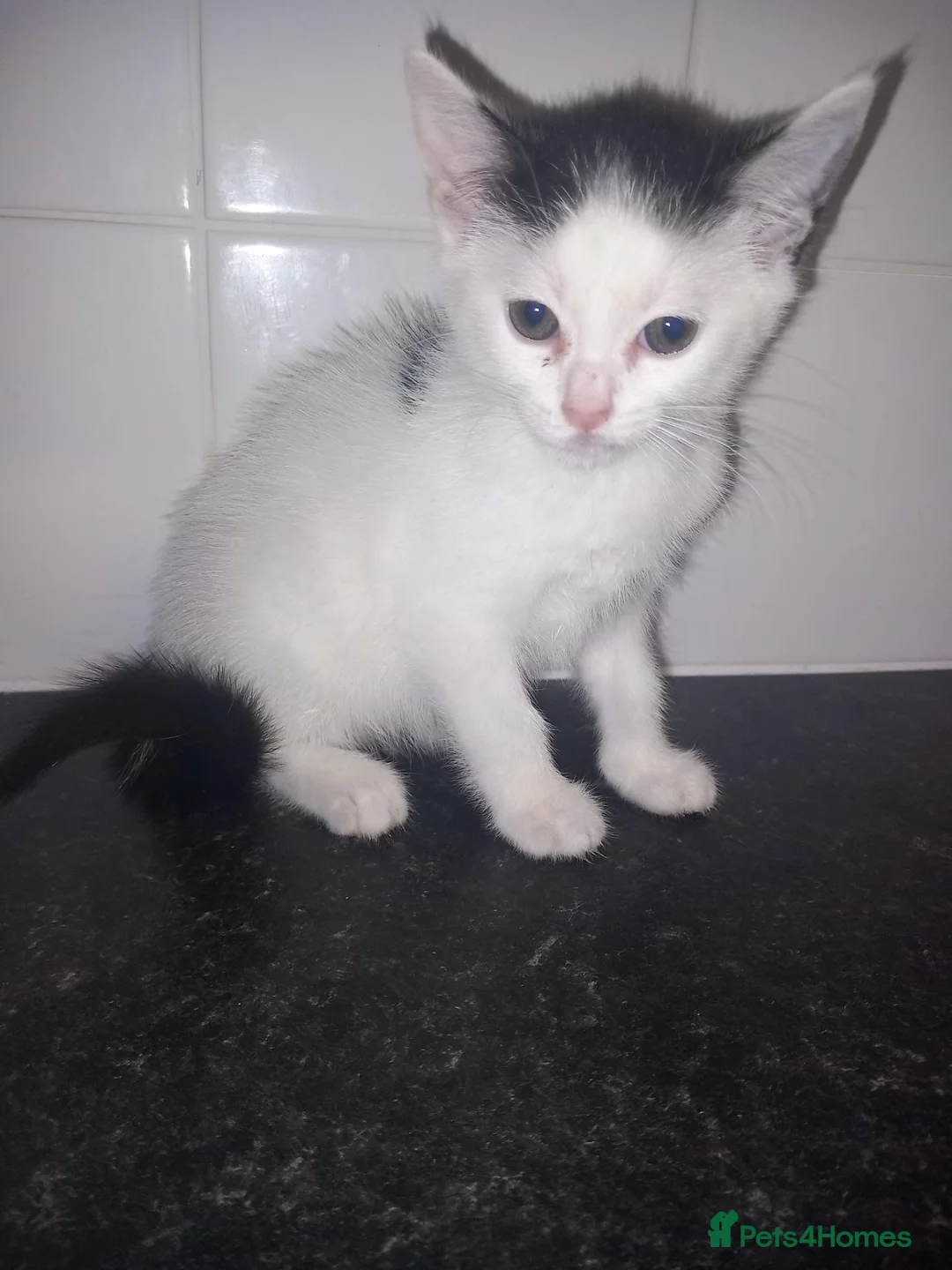 Mixed Breed cats for sale: Two female kittens  - Advert 2