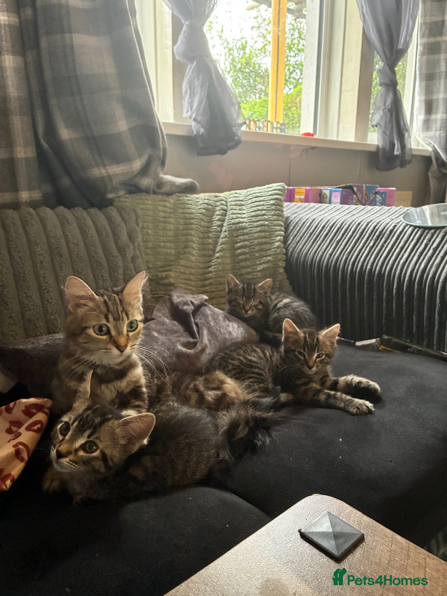 Mixed Breed cats 3 beautiful maine coon X boys  - Advert 1