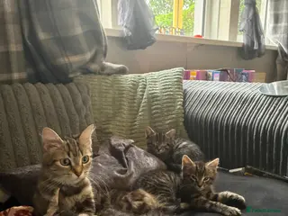 Mixed Breed cats 3 beautiful maine coon X boys - Advert 1