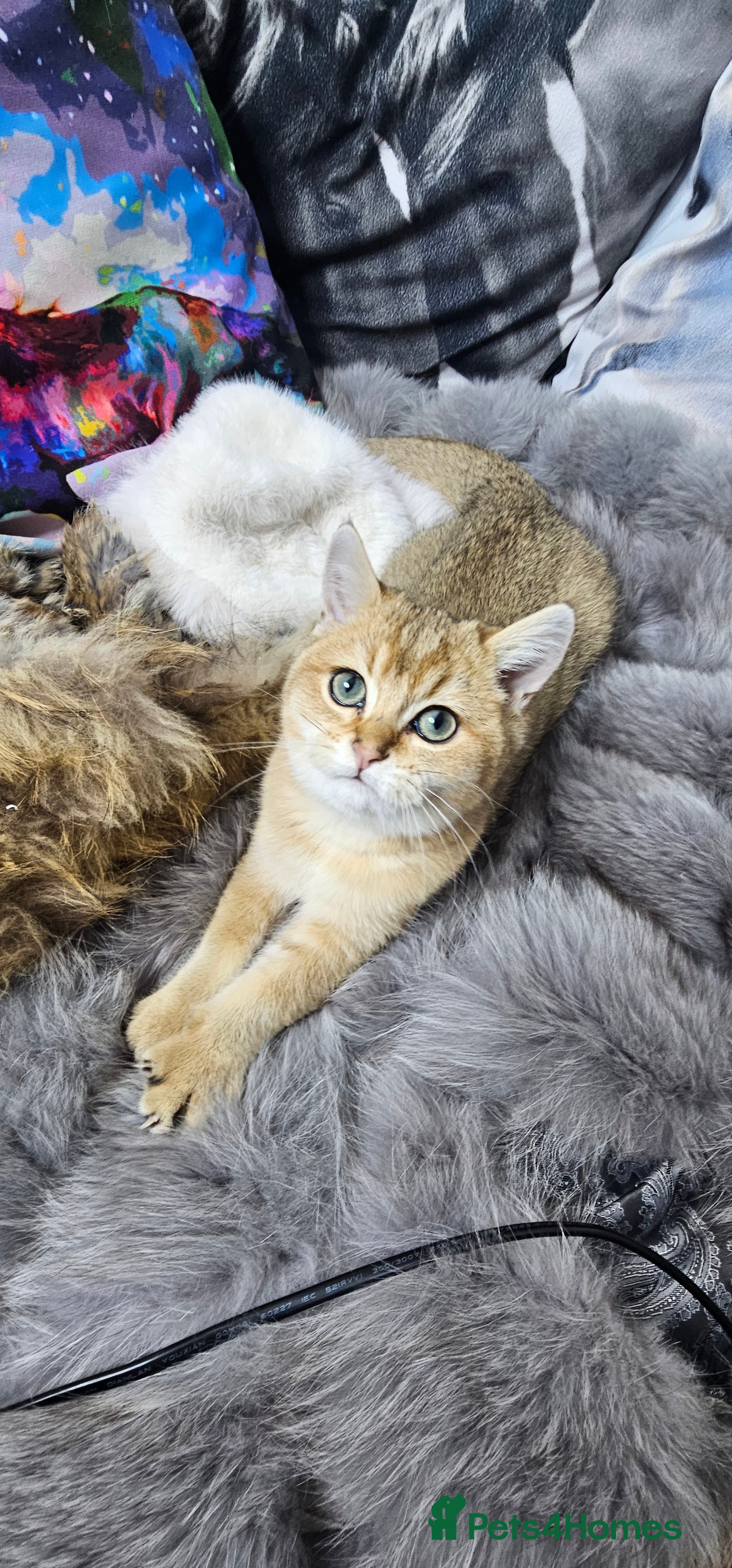 British Shorthair cats BSH GOLDEN KITTENS - Advert 2