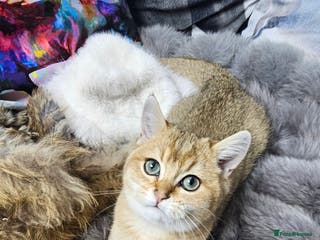 British Shorthair cats BSH GOLDEN KITTENS - Advert 6