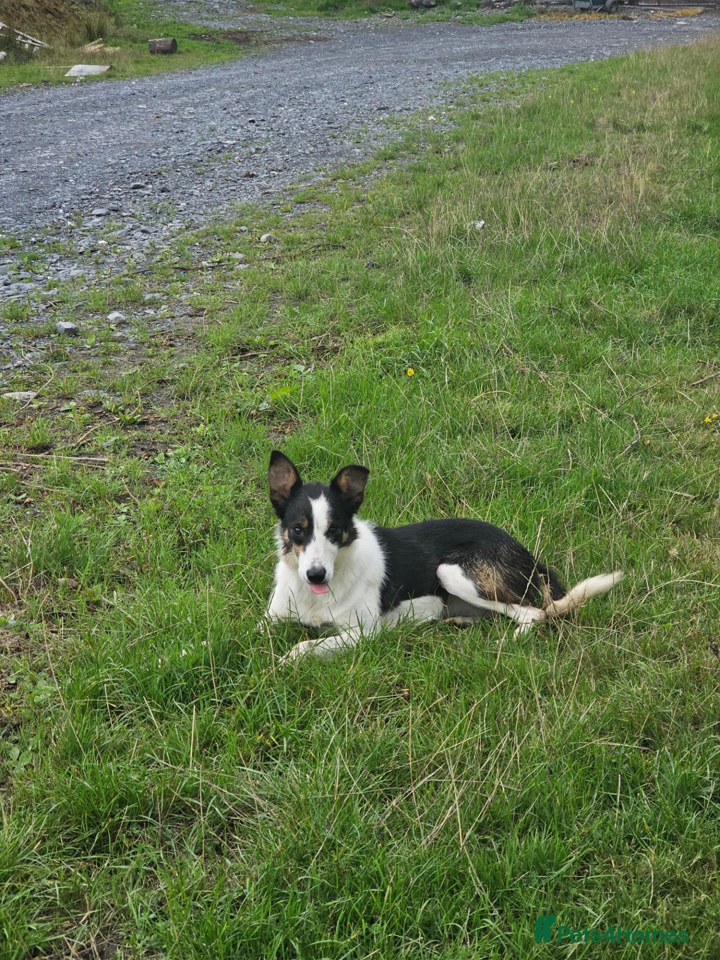 Border Collie dogs Spot is looking for a home - Advert 3