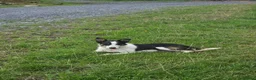 Border Collie dogs for sale: Spot is looking for a home - Advert 1