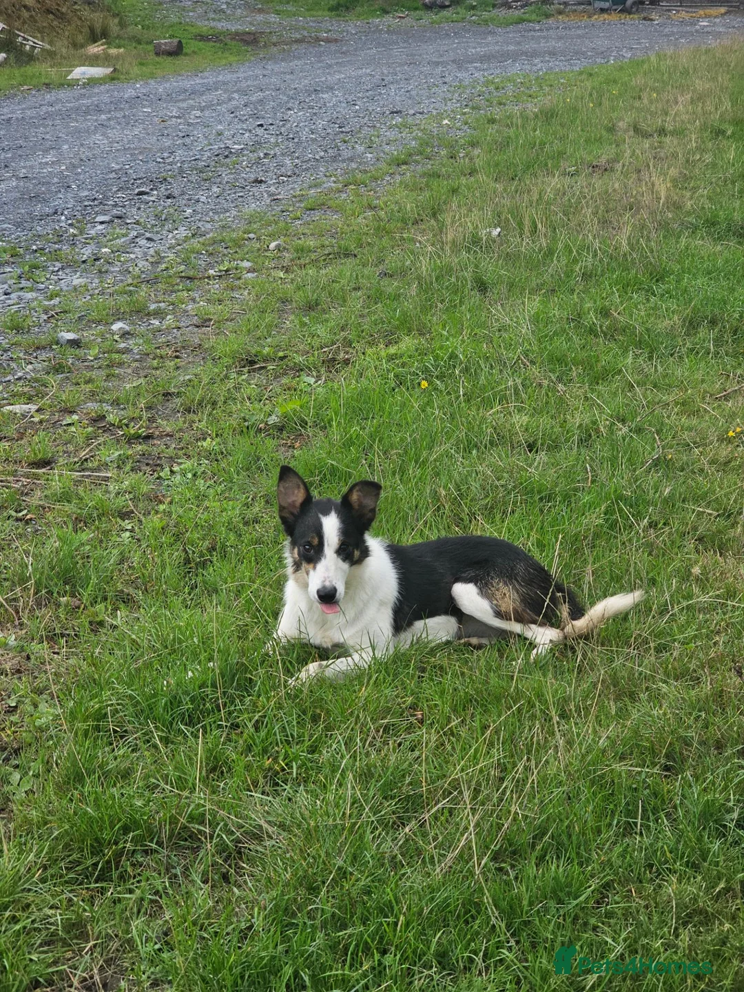 Border Collie dogs for sale: Spot is looking for a home - Advert 1