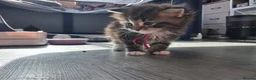 Norwegian Forest Cat cats for sale: Little kitten  - Advert 4
