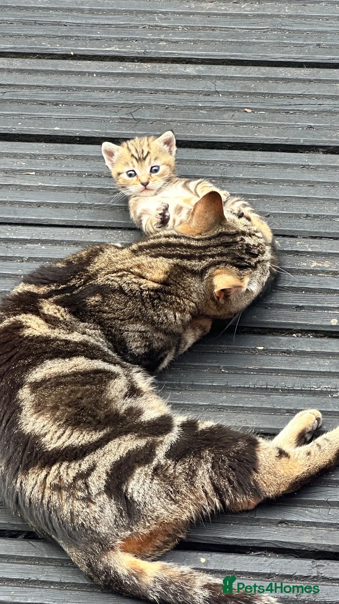 Mixed Breed cats for sale: Tabby & Tortoise Girl Kittens - Advert 11