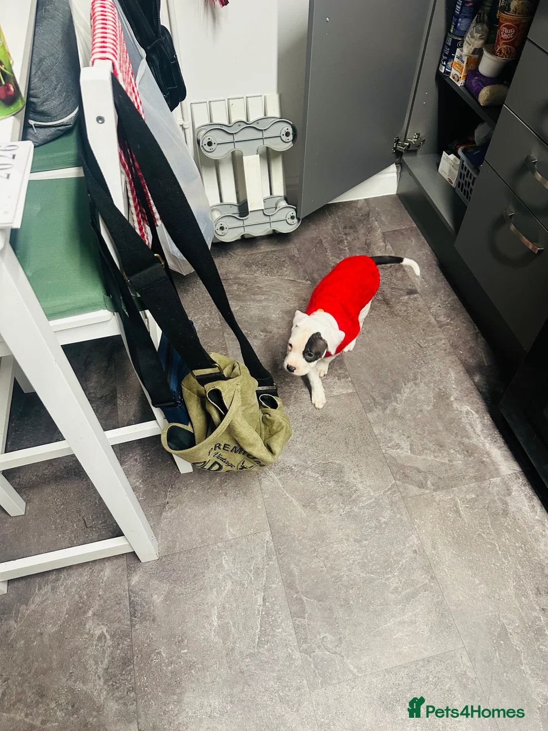 American Bull Staffy dogs for sale: American staff puppy  - Advert 4