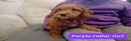 Goldendoodle dogs for sale: Goldendoodle puppies - Advert 16