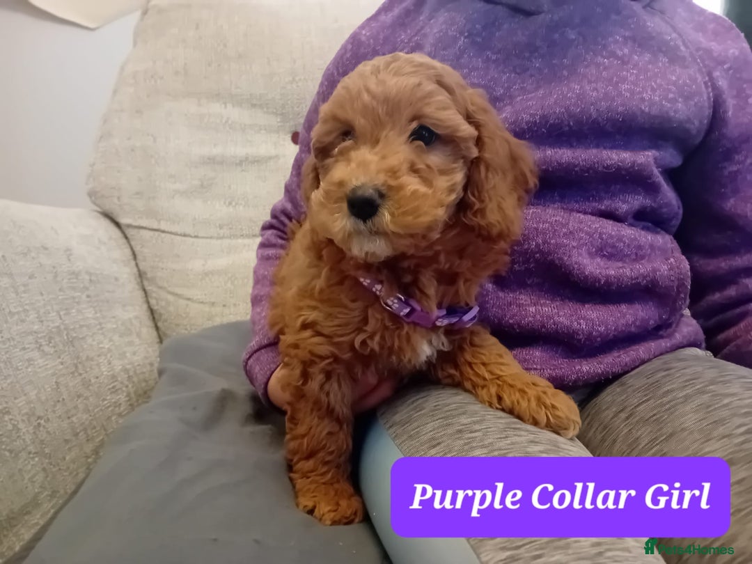 Goldendoodle dogs for sale: Goldendoodle puppies - Advert 16