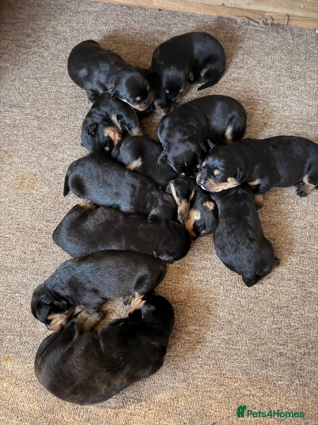 Rottweiler dogs for sale: Chunky Rottweiler Puppies - Advert 3