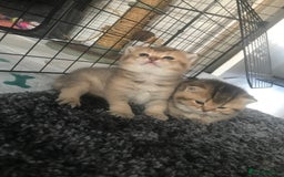British Shorthair cats for sale: Beautiful golden shaded/ticked kittens - Image 6