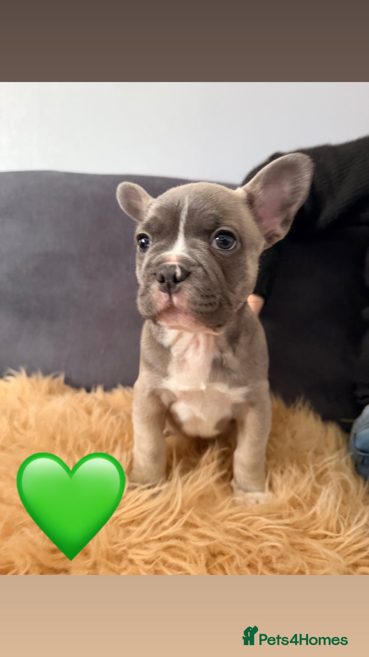 French Bulldog dogs 1 Boy looking for forever home - Advert 3