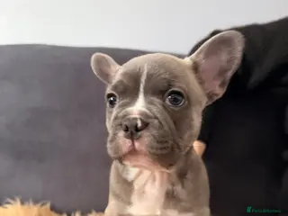 French Bulldog dogs 1 Boy looking for forever home - Advert 3