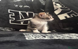 Mixed Breed cats for sale: Tabby/calico  - Image 21