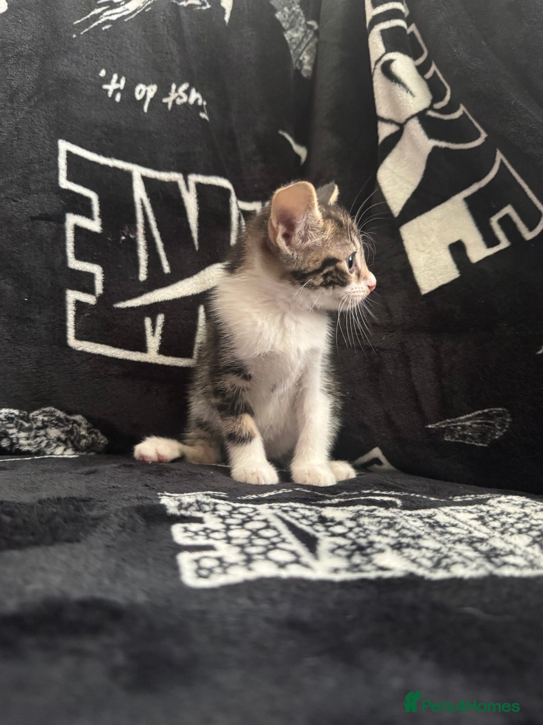 Mixed Breed cats for sale: Tabby/calico  - Image 21