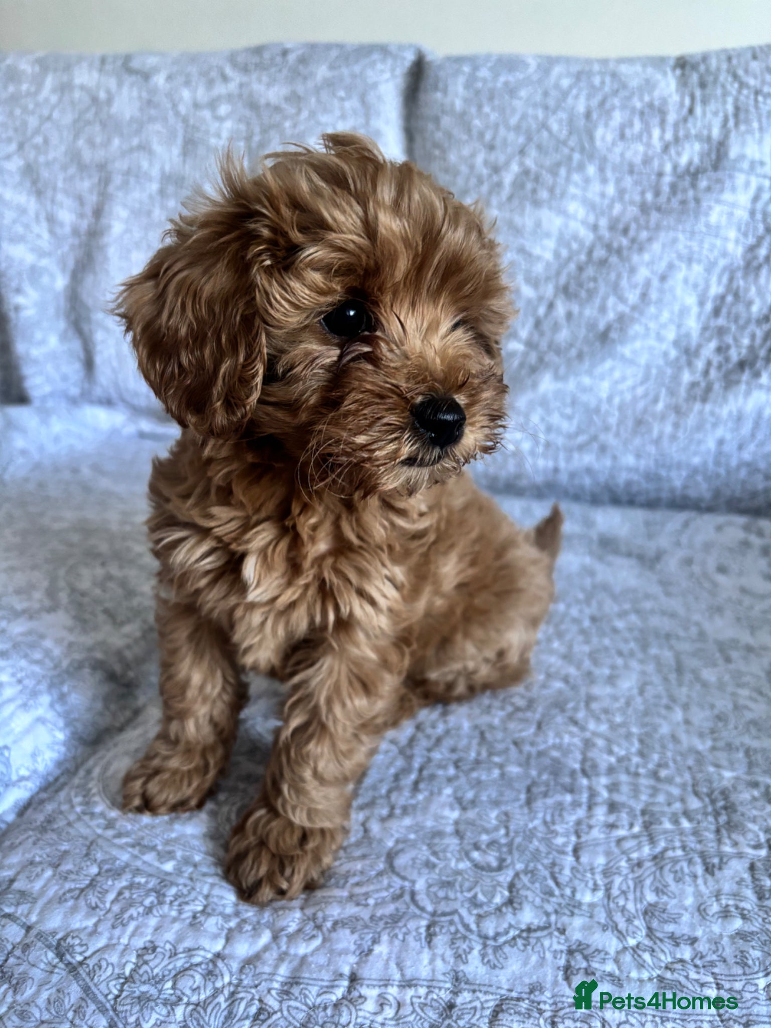 Cavapoo dogs Red F1b cavapoos from health tested parents - Advert 3