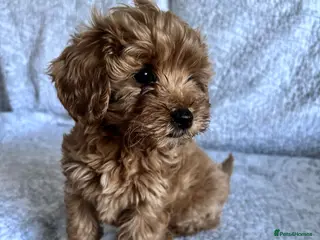 Cavapoo dogs Red F1b cavapoos from health tested parents - Advert 18