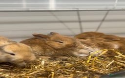 Mini Lop rabbits for sale: Mini lop babies for sale. Ready October 18th - Image 3