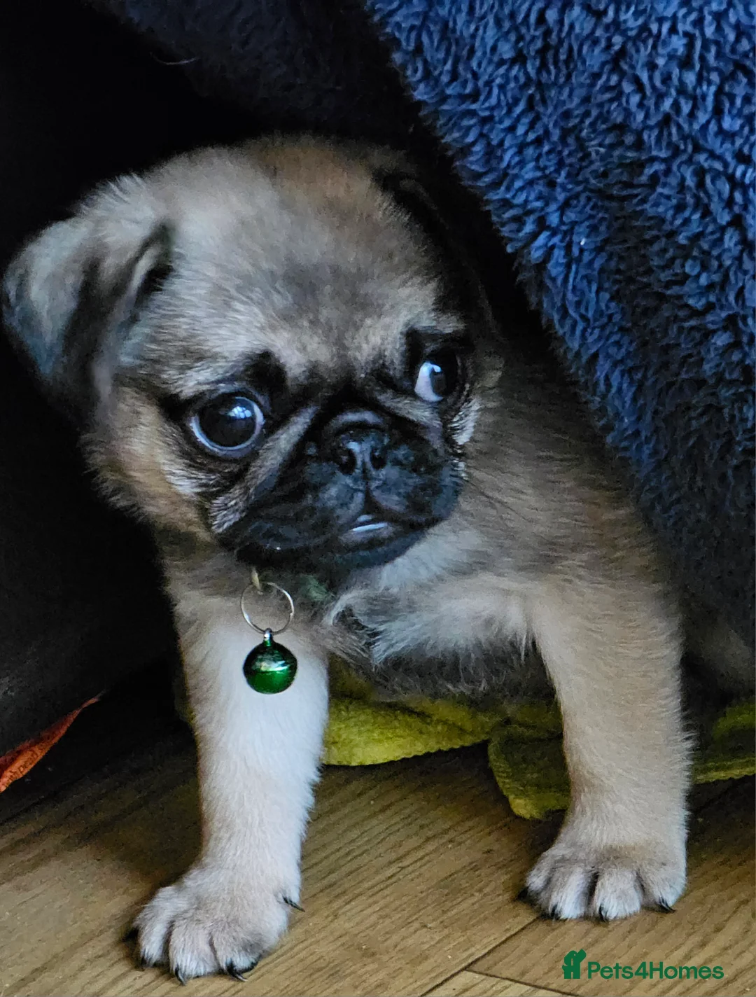 Pug dogs for sale: Pug puppies Kc registered  - Advert 2