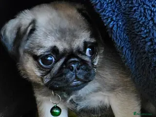 Pug dogs Pug puppies Kc registered - Advert 3