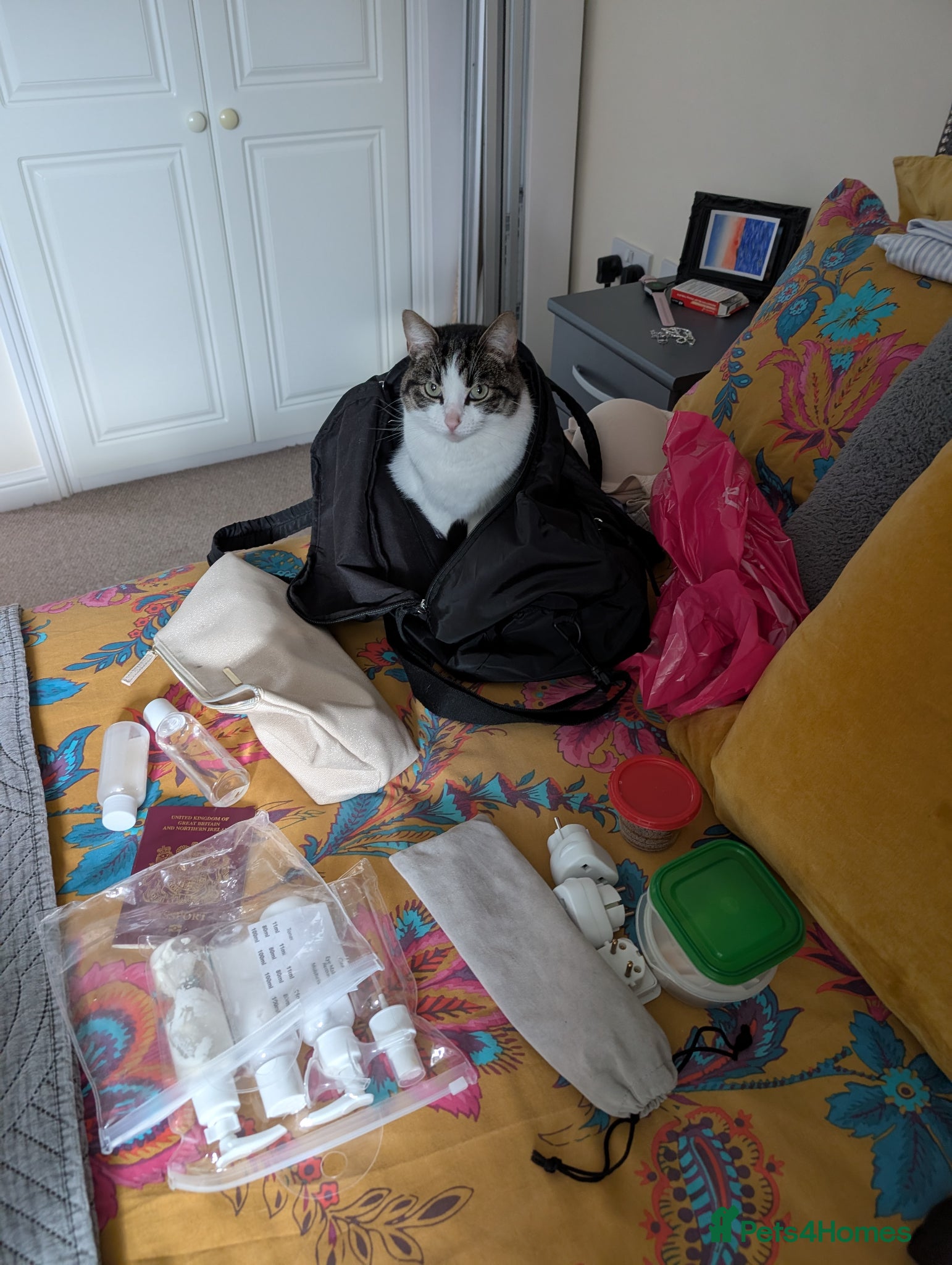 Domestic Shorthair cats for sale: Beaux in Wellingborough - Advert 13