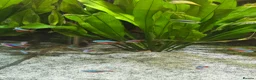 Discus fish for sale: Discus and tropical fish in Pembroke Dock - Advert 6