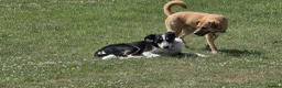 Mixed Breed dogs for adoption:     🐾 Tommy 💙 Your Dog’s New Best Friend  - Advert 4