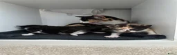 Domestic Shorthair cats for sale: 3 kittens for sale in Bexhill-on-Sea - Advert 7
