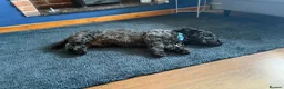 Mixed Breed dogs for sale: Tyson needs a home  - Advert 3