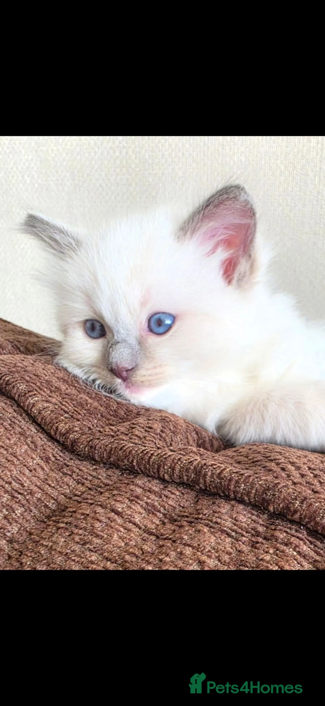 Ragdoll cats for sale: Beautiful Blue Point Ragdoll Kittens 🐾💙 - Advert 2