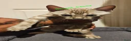 Bengal cats for sale: Snow mink bengals ready now - Advert 21