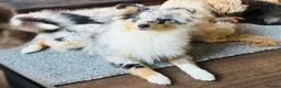 Shetland Sheepdog dogs for sale: Beautiful blue Merle girl Shetland sheepdog  - Advert 2