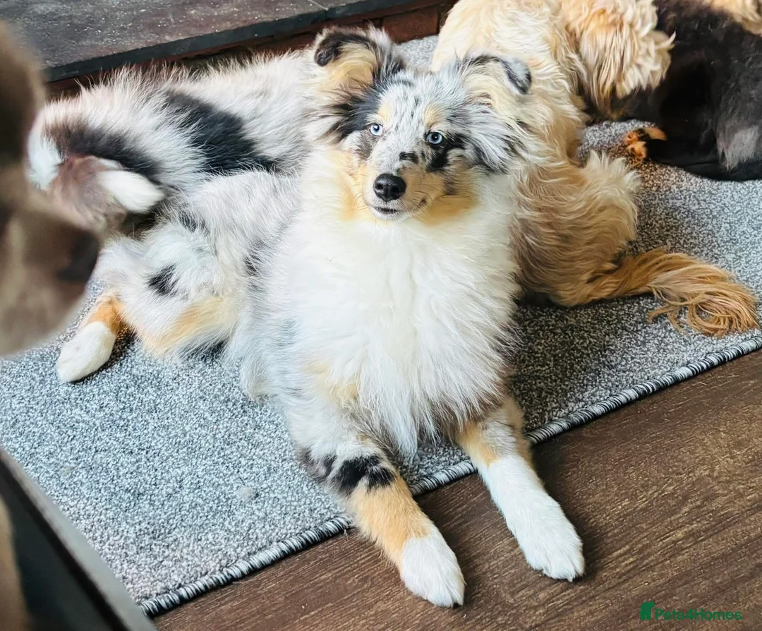 Shetland Sheepdog dogs for sale: Beautiful blue Merle girl Shetland sheepdog  - Advert 2