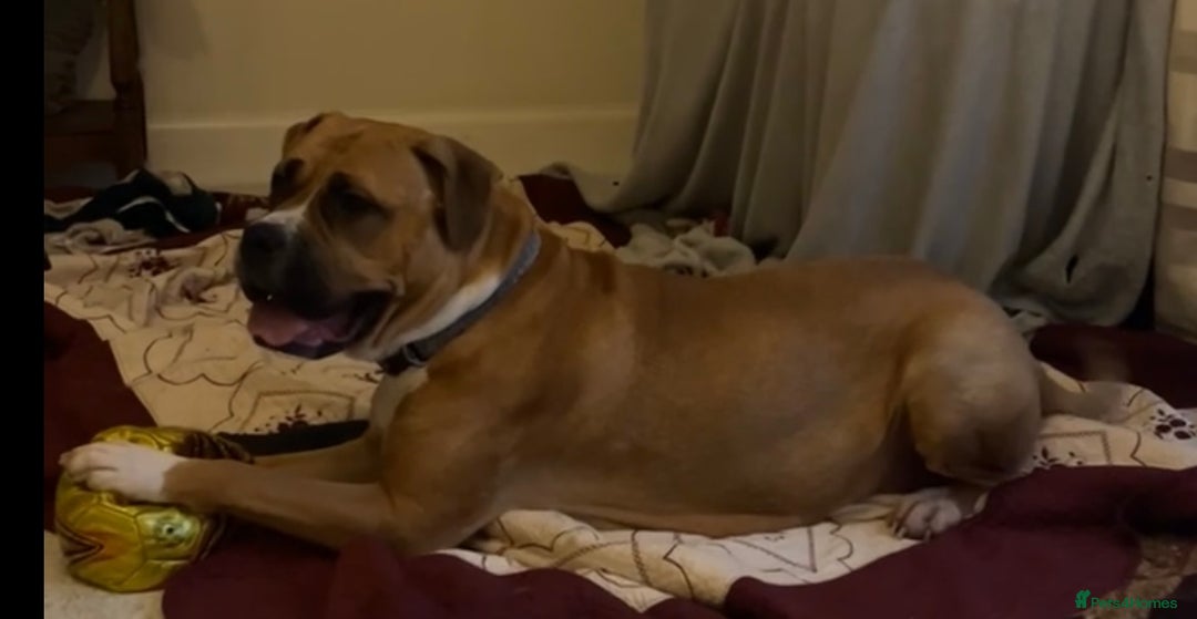 Mixed Breed dogs for sale: Beautiful chunky puppies 😍 - Advert 10