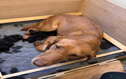 Labrador Retriever dogs for sale: Black KC Reg Labrador puppies for sale  - Image 8