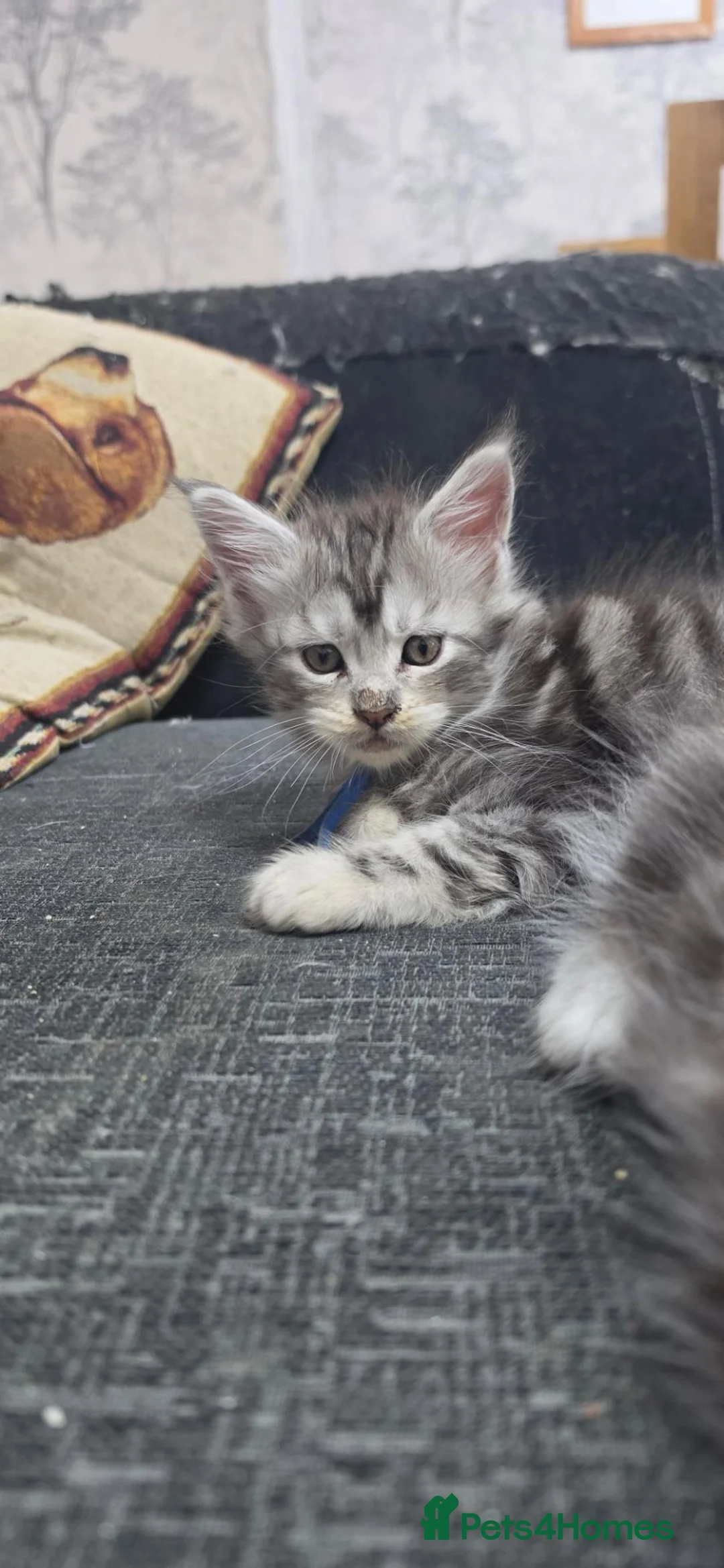 Maine Coon cats for sale: TICA Registered family raised babies. - Advert 9